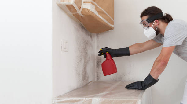 Professional Black Mold Removal technician working in Beaverton, MI