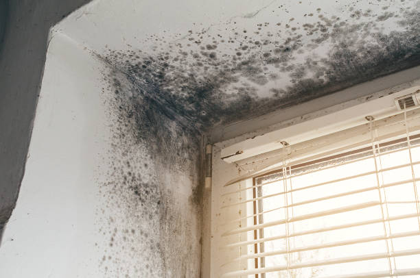 Affordable Mold Cleanup solutions in Beaverton, MI